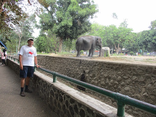 The elephant.
