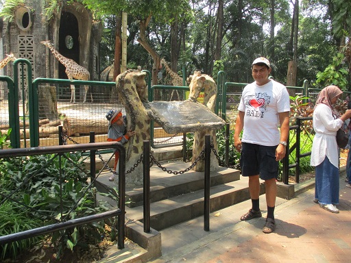 The giraffes.