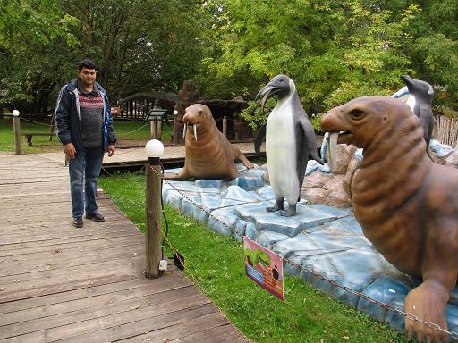 The penguins and walruses